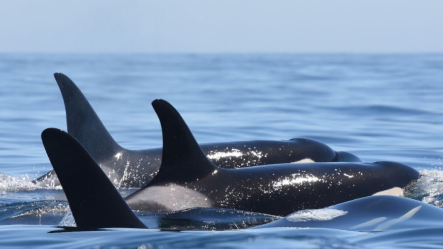 Orcas southern resident bigg's...