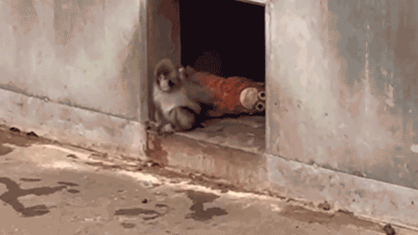 Orphaned baby monkey finds comfort in stuffed animal after being abandoned by mother at birth