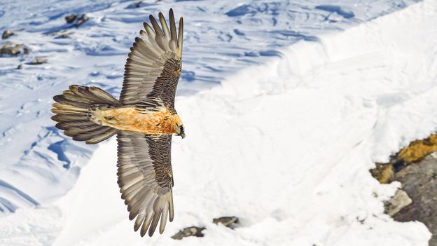 'One of the most successful wildlife comeback stories': The Alps lost its vultures