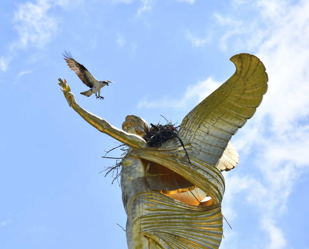 A hawk lands in a nest atop the Victory Memorial Column in The Bronx,