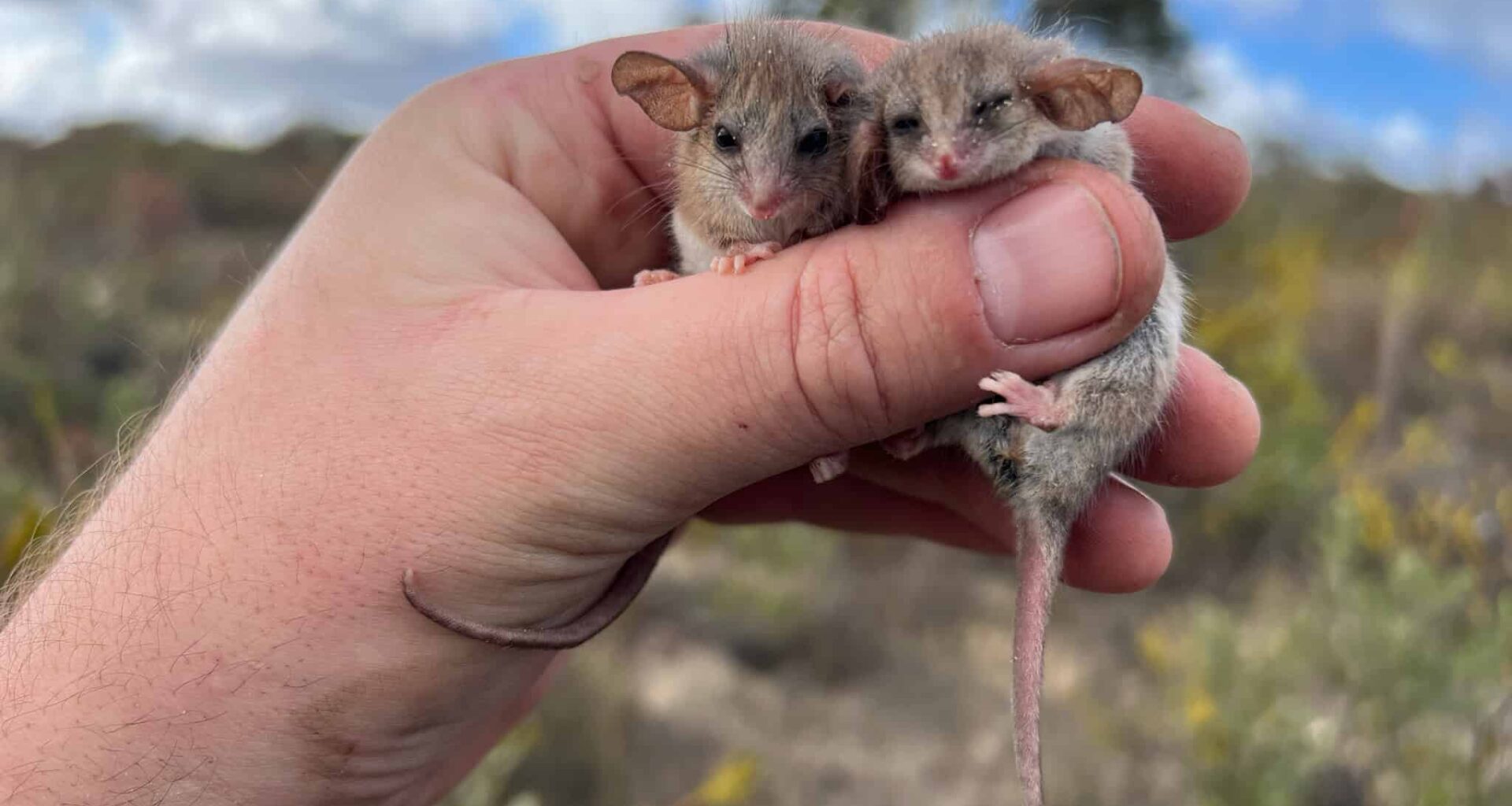 The World's Smallest Possum May Have Been Living Under the Radar in South Australia