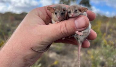 The World's Smallest Possum May Have Been Living Under the Radar in South Australia