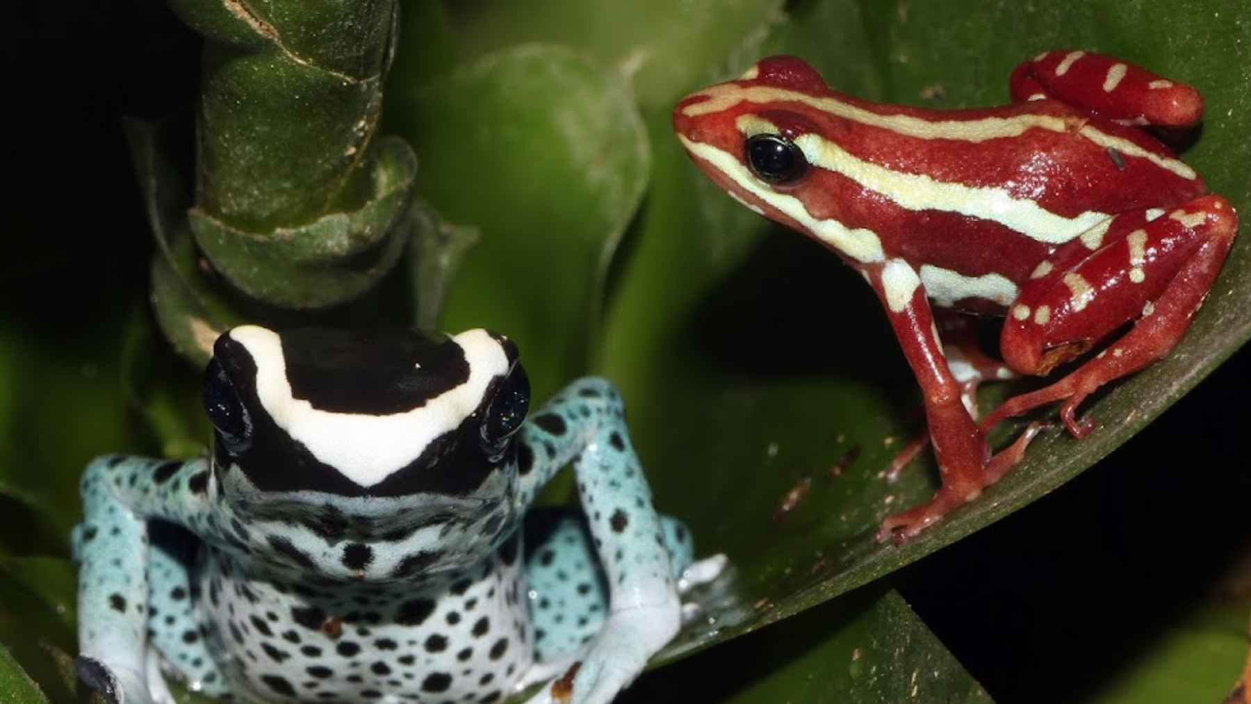 Two brightly colored poison frogs on rainforest leaves, showing how their toxic diet powers their chemical defenses