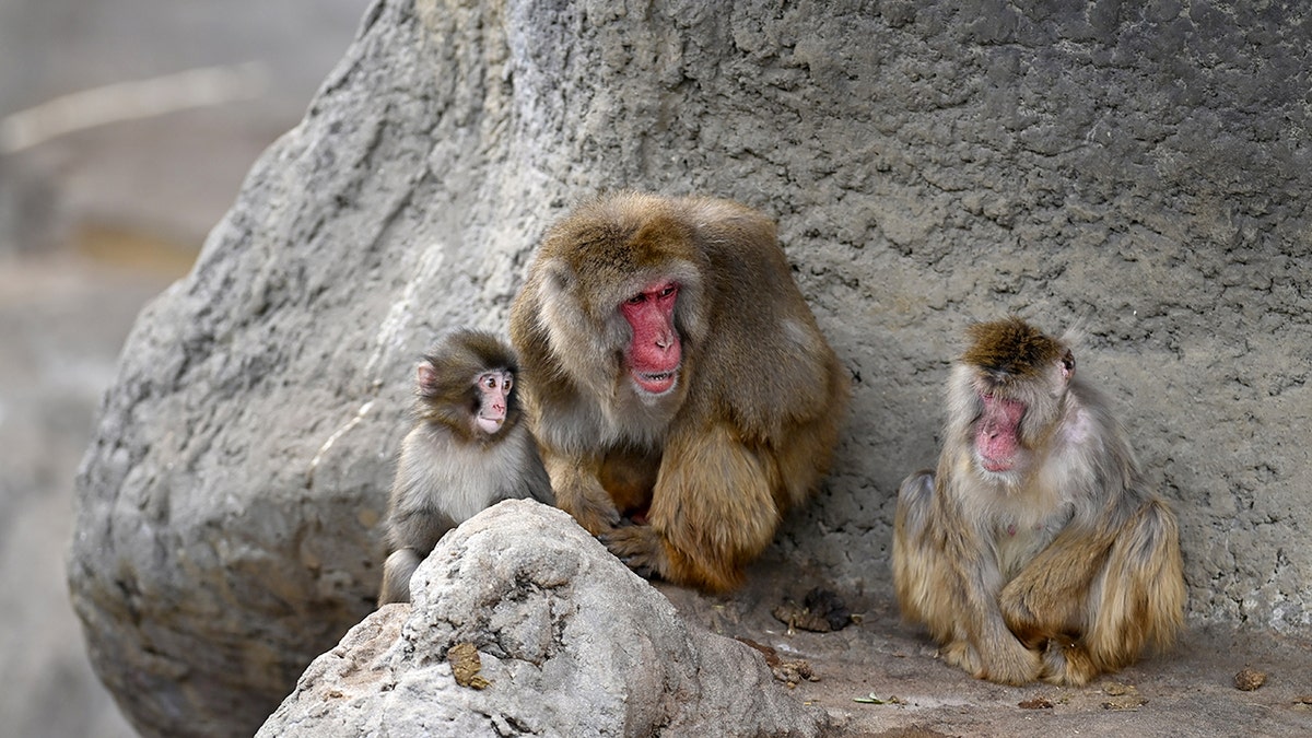 CHIBA, JAPAN - FEBRUARY 20 : Baby monkey named 'Punch' is seen with its mother at a zoo on February 20, 2026, in north of Tokyo, Chiba Prefecture, Japan. The baby monkey who had been abandoned by his mother and had found comfort in a stuffed animal seems to be finding some comfort with its mother.