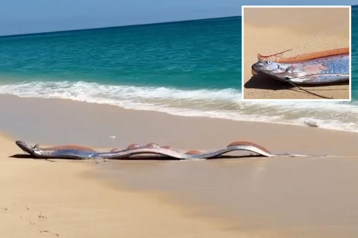 2 massive 'doomsday fish' wash up on beach in Mexico in rare sighting