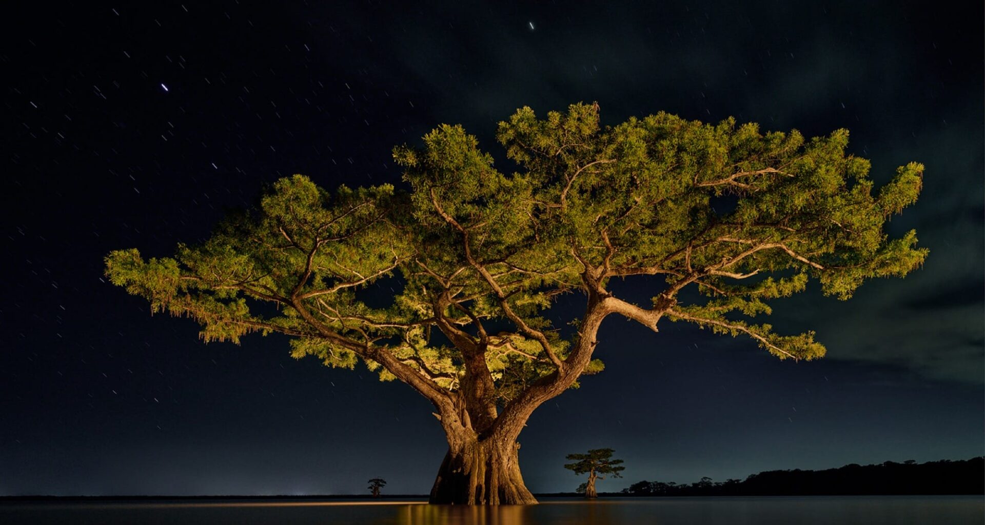 A large, healthy cypress tree in a Louisiana swamp, illuminated against a dark sky