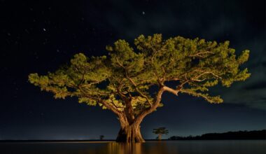 A large, healthy cypress tree in a Louisiana swamp, illuminated against a dark sky