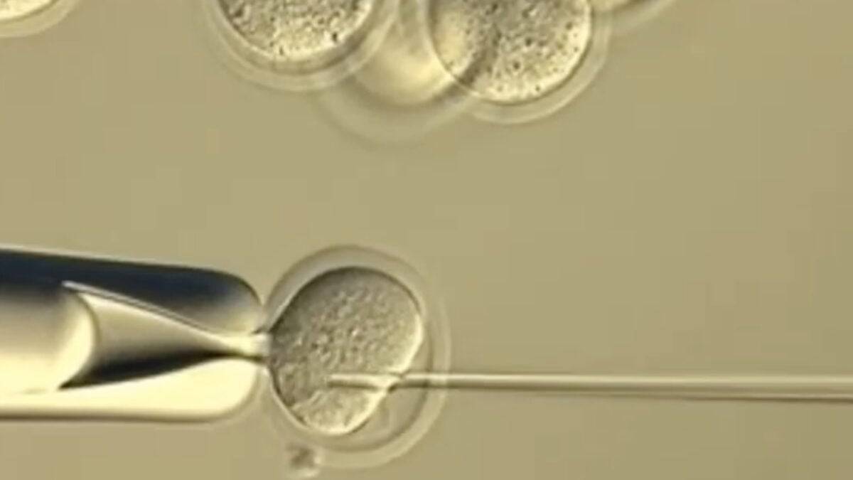 Scientists Tried to Clone Clones Forever. It Didn’t End Well