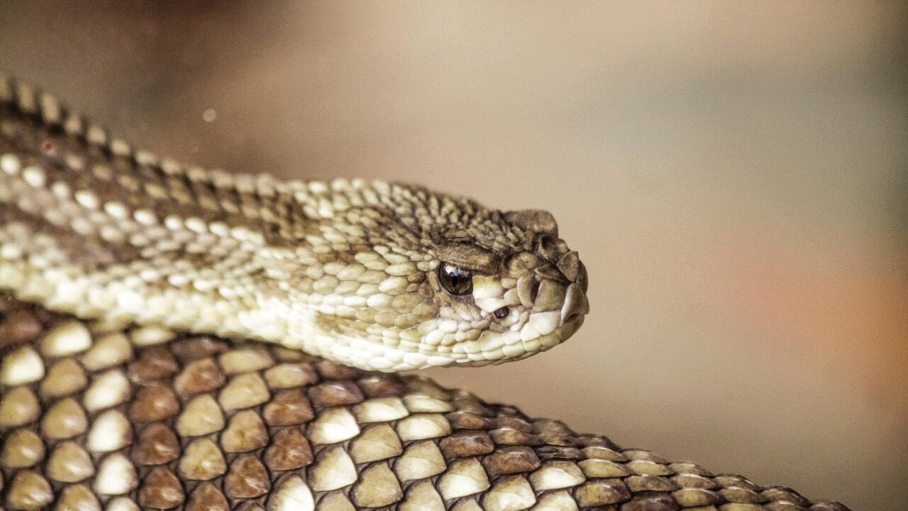 Arizona wildlife officials warn that rising temperatures could rouse rattlesnakes