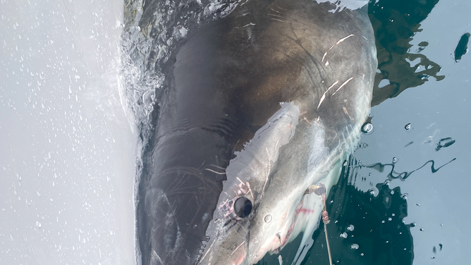 CAYO upon being tagged in Nova Scotia in July by OCEARCH.