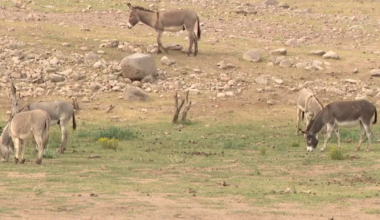 Wild burro removal plans underway in Lake Pleasant to reduce herd