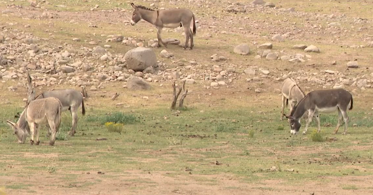 Wild burro removal plans underway in Lake Pleasant to reduce herd
