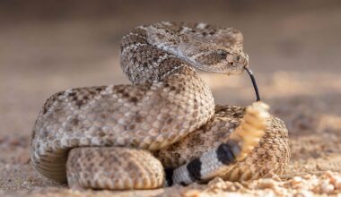 7 Most Rattlesnake Infested Areas in New Mexico