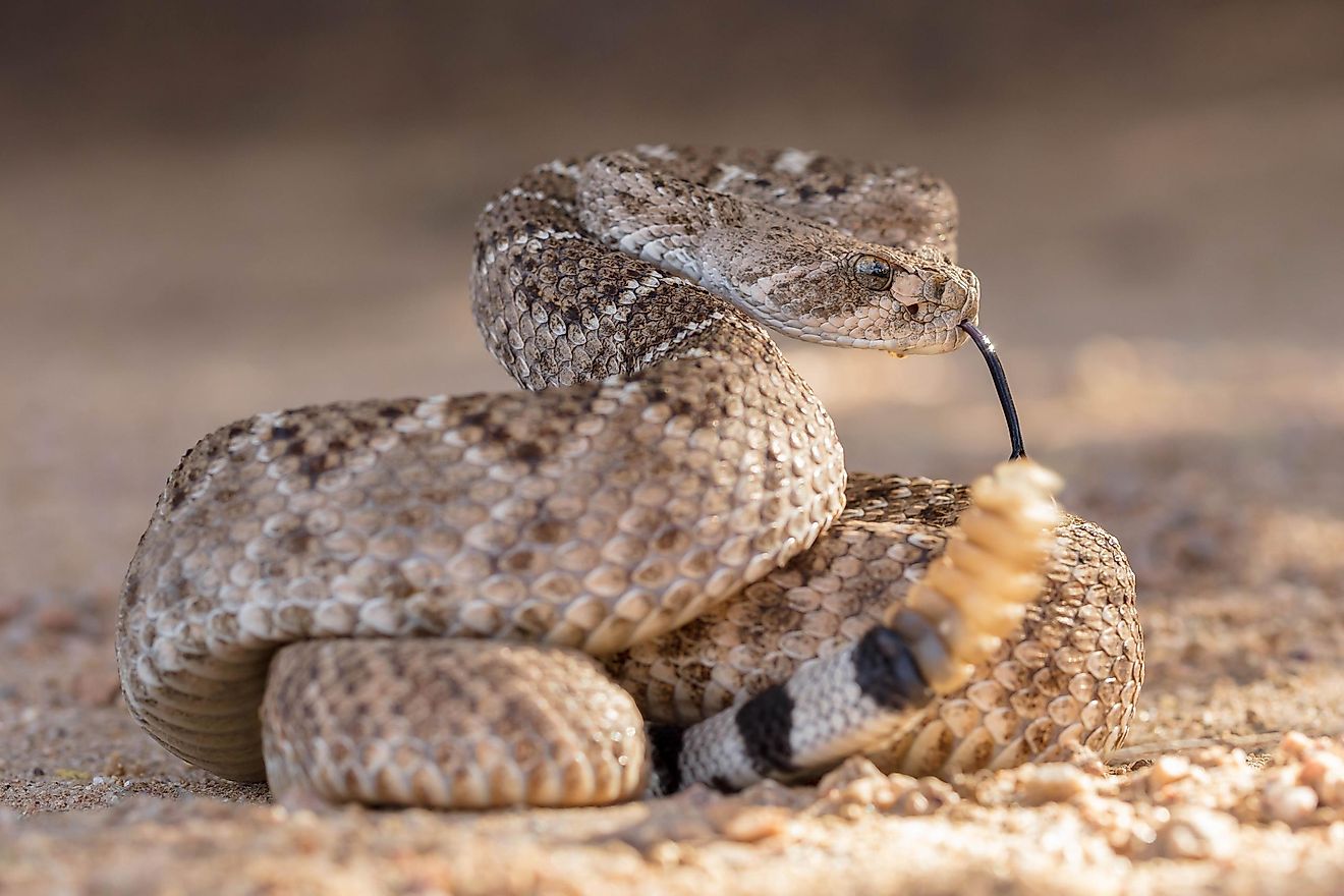 7 Most Rattlesnake Infested Areas in New Mexico