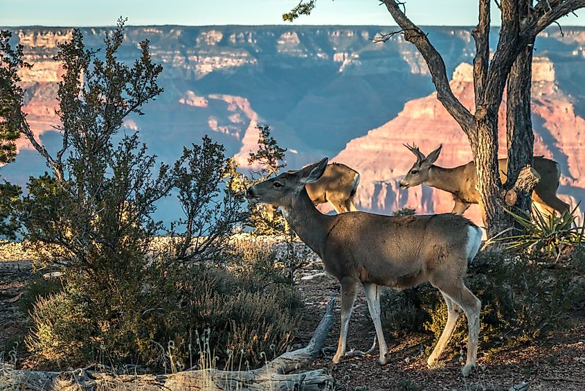 White-tailed deer at the Grand Canyon National Park, Arizona.