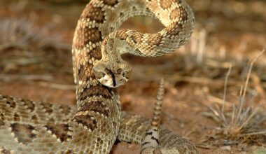 6 Most Rattlesnake Infested Areas in Nevada
