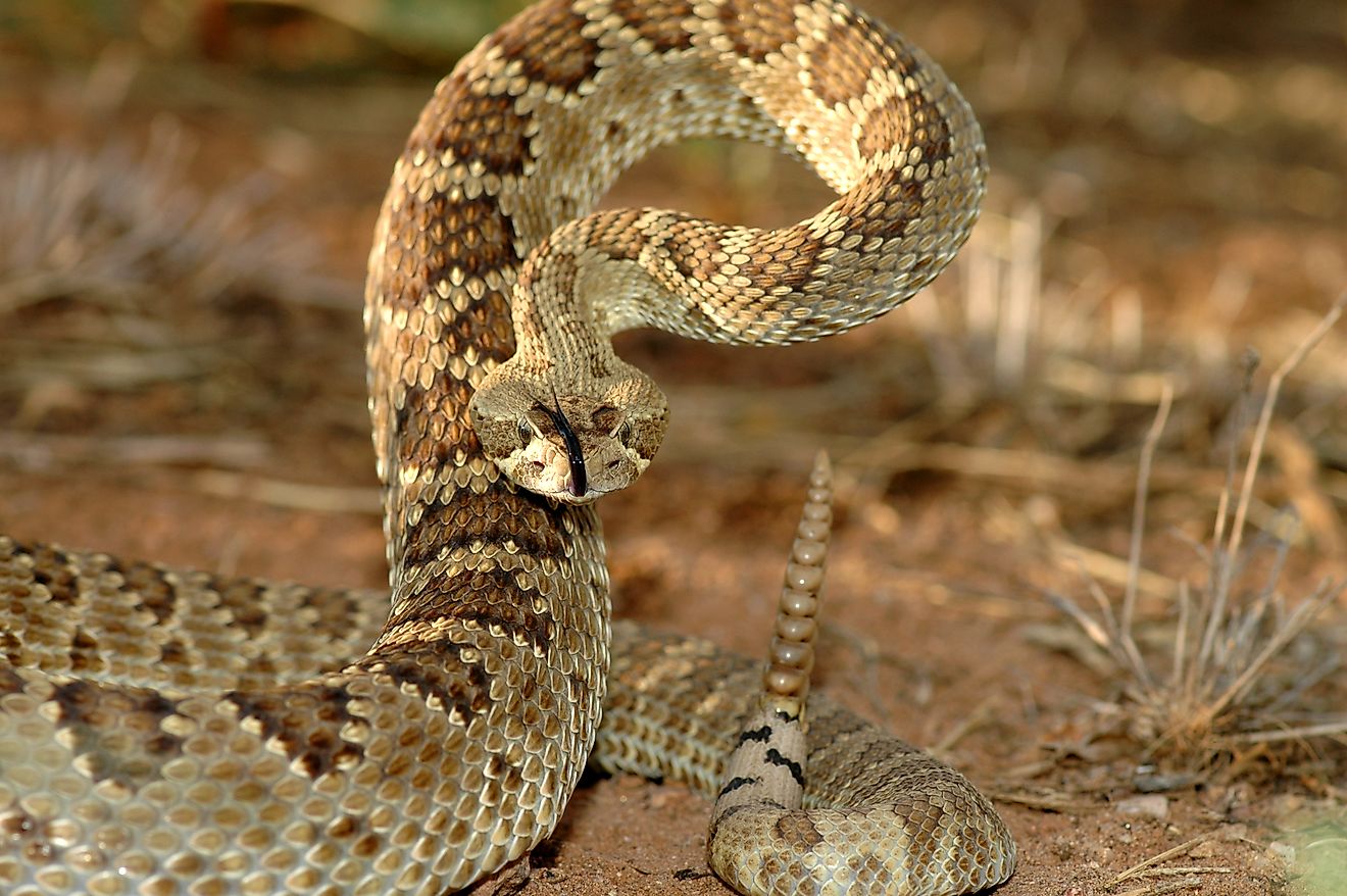 6 Most Rattlesnake Infested Areas in Nevada