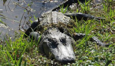 6 Most Alligator Filled Places in Texas