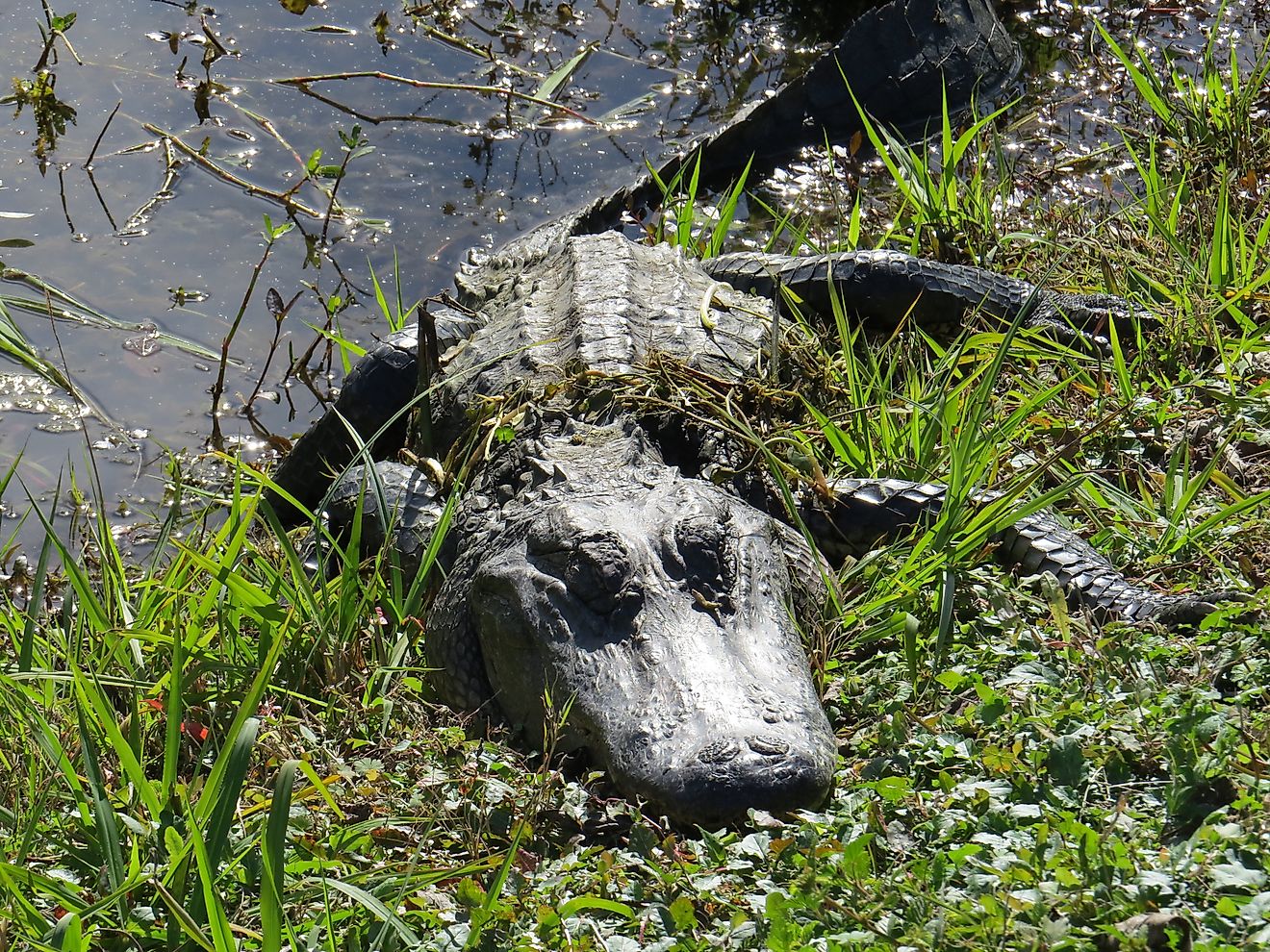 6 Most Alligator Filled Places in Texas