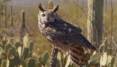 5 Wild Animal Hotspots In Arizona