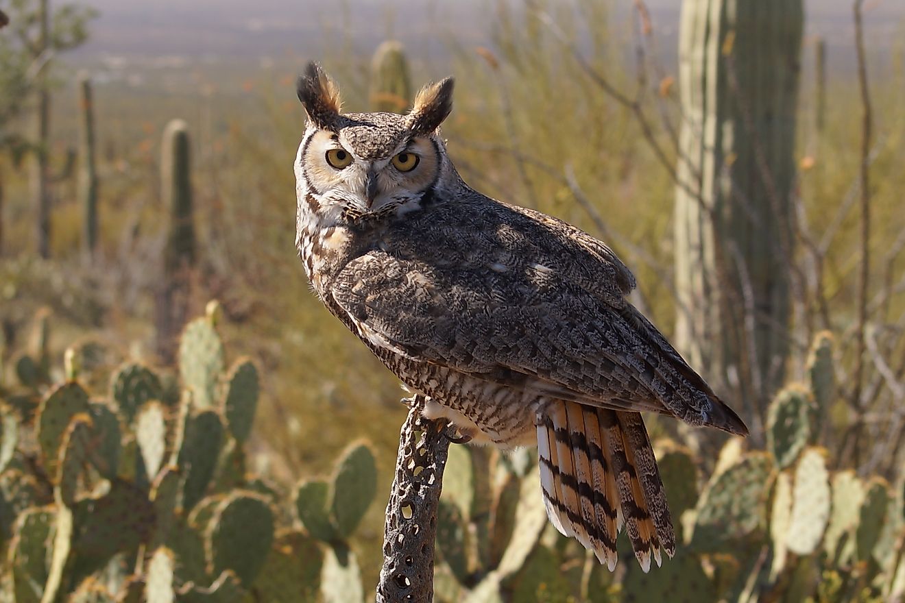 5 Wild Animal Hotspots In Arizona
