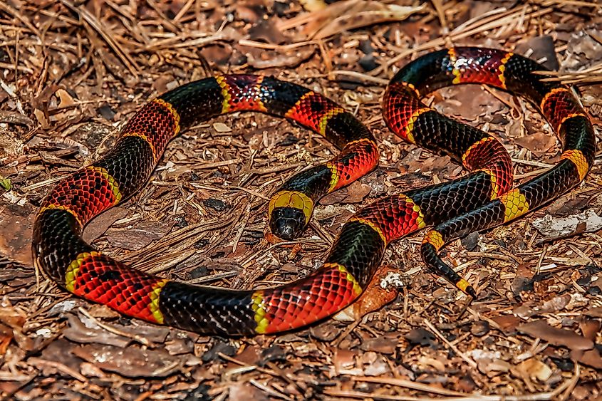 The eastern coral snake.