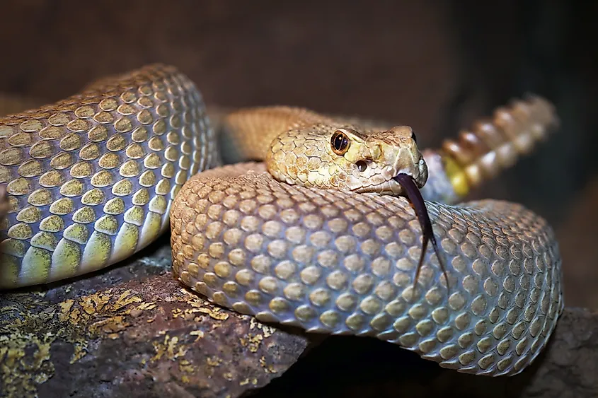 A Mohave rattlesnake, one of the venomous viper species found in Nevada.