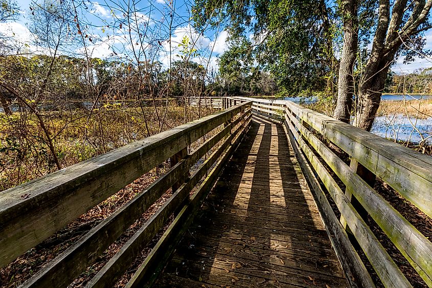 Fall foliage along a walkway in Brazos Bend State Park near Houston, Texas.