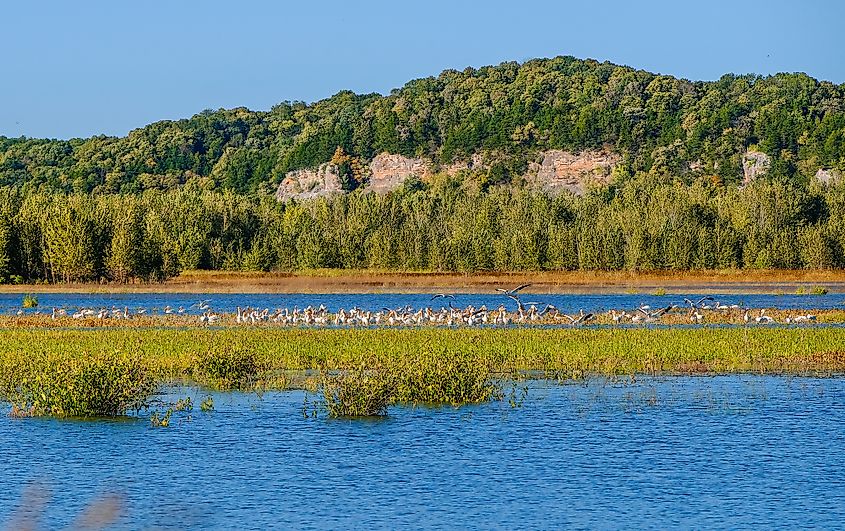 A flock of pelicans on the vegetation along the Missouri River in Missouri.