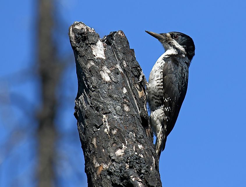 A black-backed woodpecker.