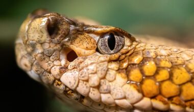 8 Most Rattlesnake Infested Areas in North Carolina