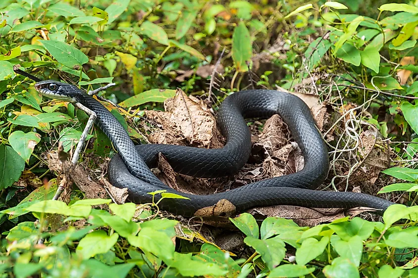 A Southern Black Racer snake slithering along leaves.