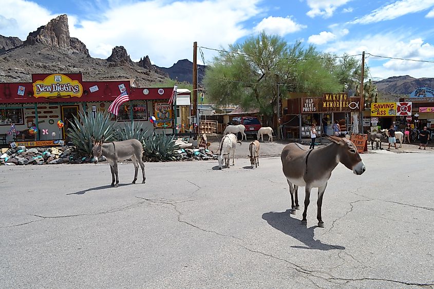Donkeys on the Main Street of Oatman, Arizona