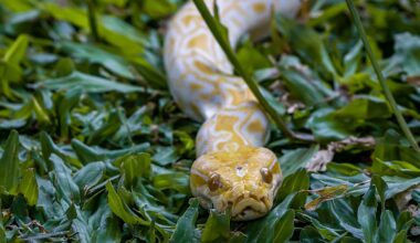 The Most Snake-Dense Ecosystems in the United States