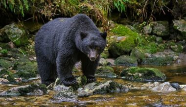 4 Wild Animal Hotspots in Vermont