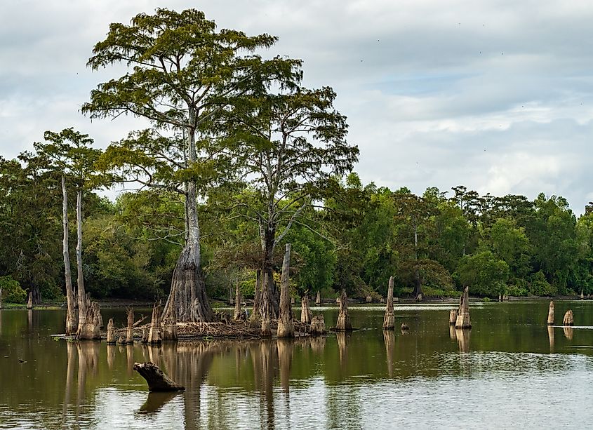 Cypress trees in the Atchafalaya Basin.