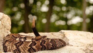 5 Most Rattlesnake Infested Areas in Indiana