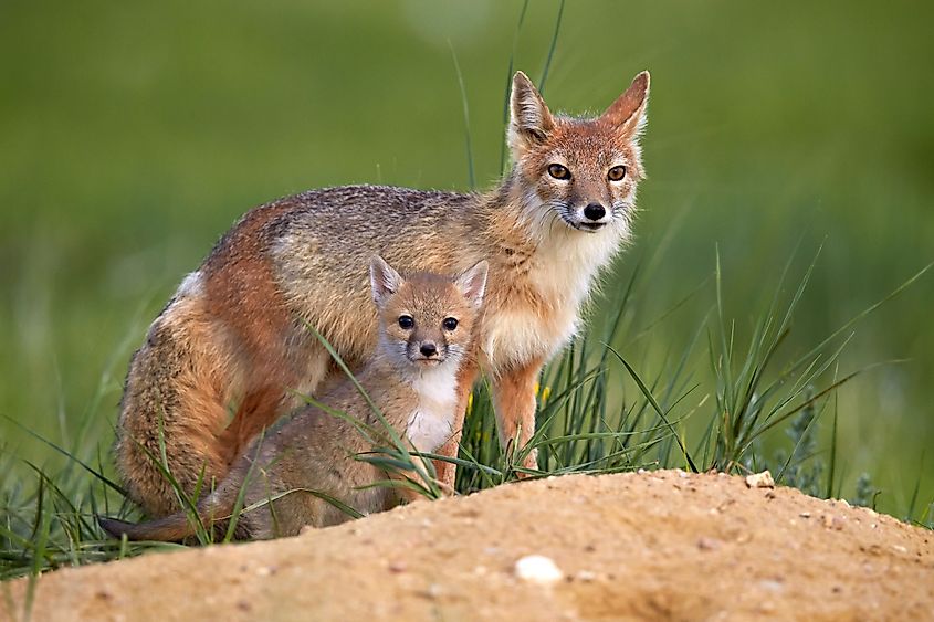 A swift fox mother and cub in the wild.