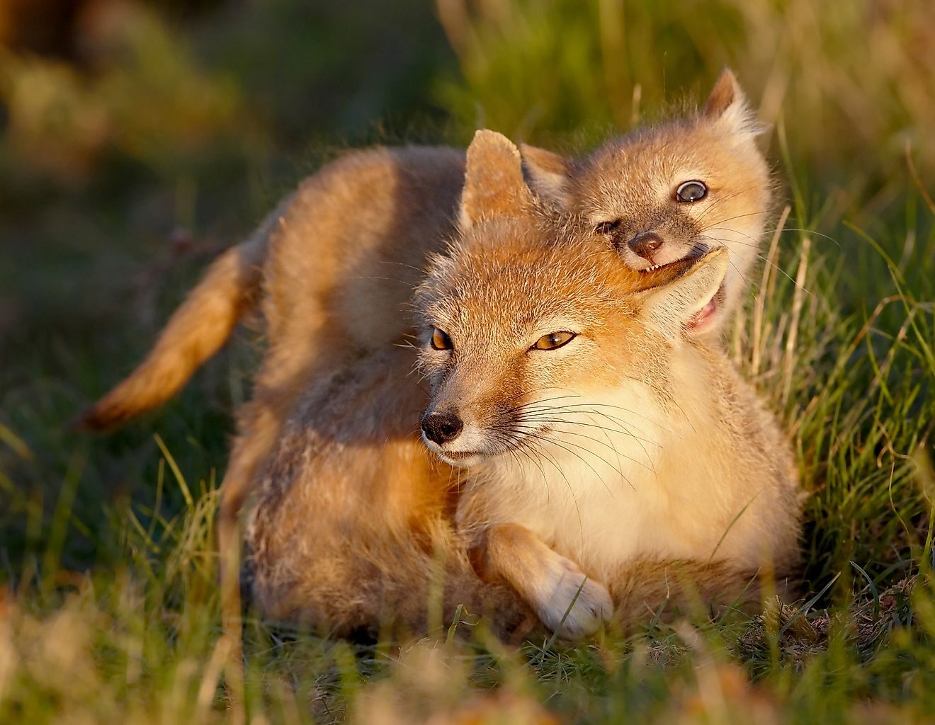 5 Wild Animal Hotspots In Nebraska