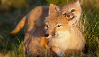 5 Wild Animal Hotspots In Nebraska