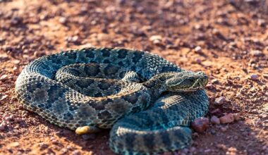 7 Most Rattlesnake Infested Areas in North Dakota