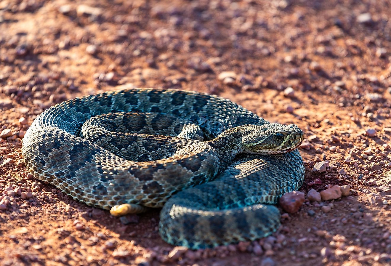 7 Most Rattlesnake Infested Areas in North Dakota