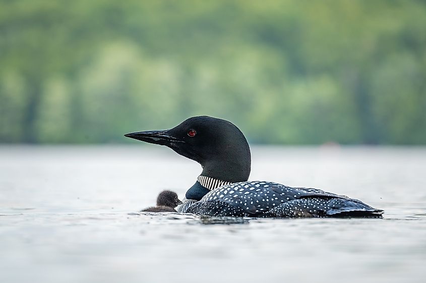 A mother loon and chick floating on a lake.