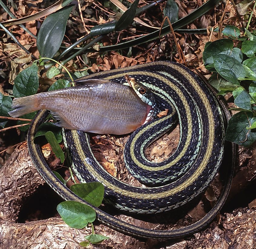 Common garter snake devouring a fish.