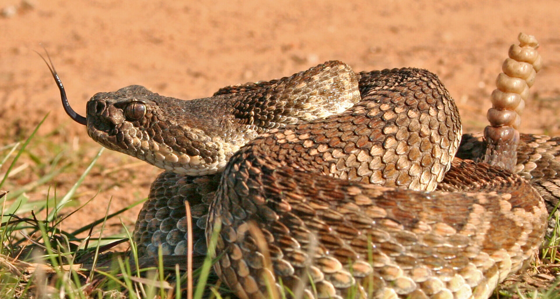 rattlesnake
