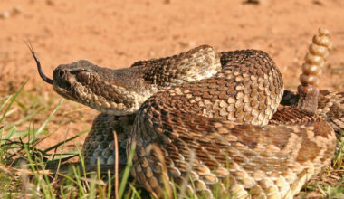 rattlesnake
