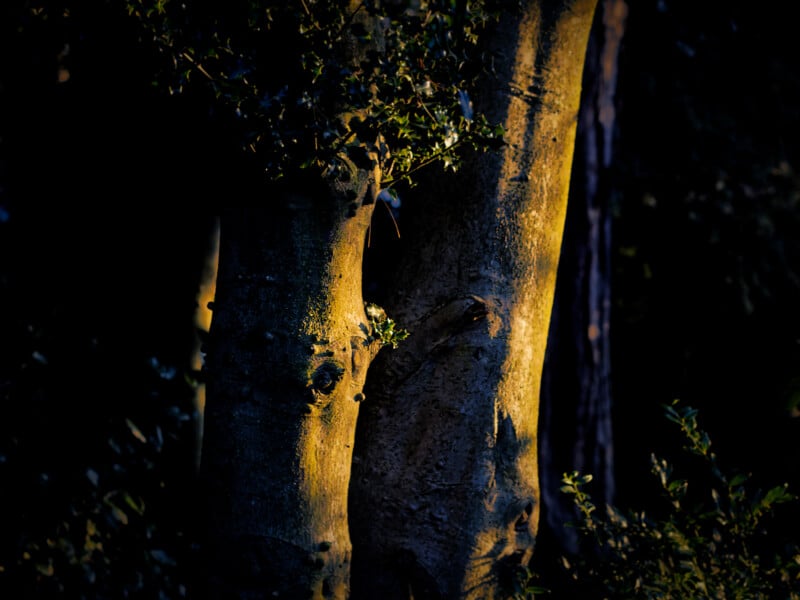 Close-up of a tree trunk illuminated by golden sunlight, with surrounding foliage and branches partially visible in the shadows. The background is dark, emphasizing the texture and color of the bark.