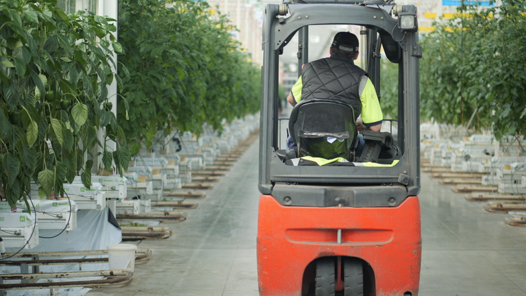 Huge greenhouses use gas to heat the hot water pipes