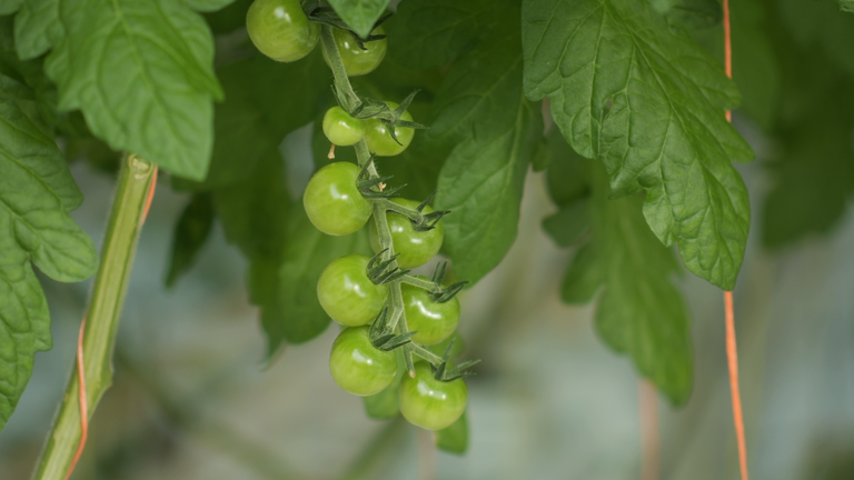 A tomato being grown in the UK