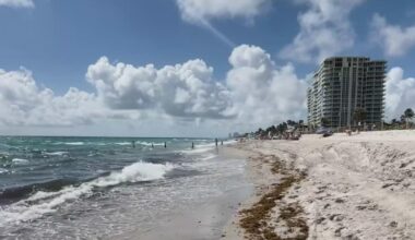 Record-breaking amounts of sargassum seaweed could be coming to South Florida, experts say